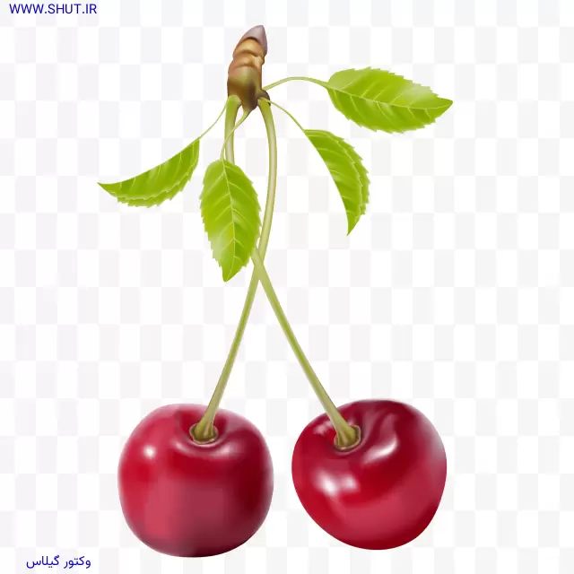 وکتور گیلاس PNG