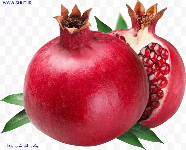 وکتور انار شب یلدا