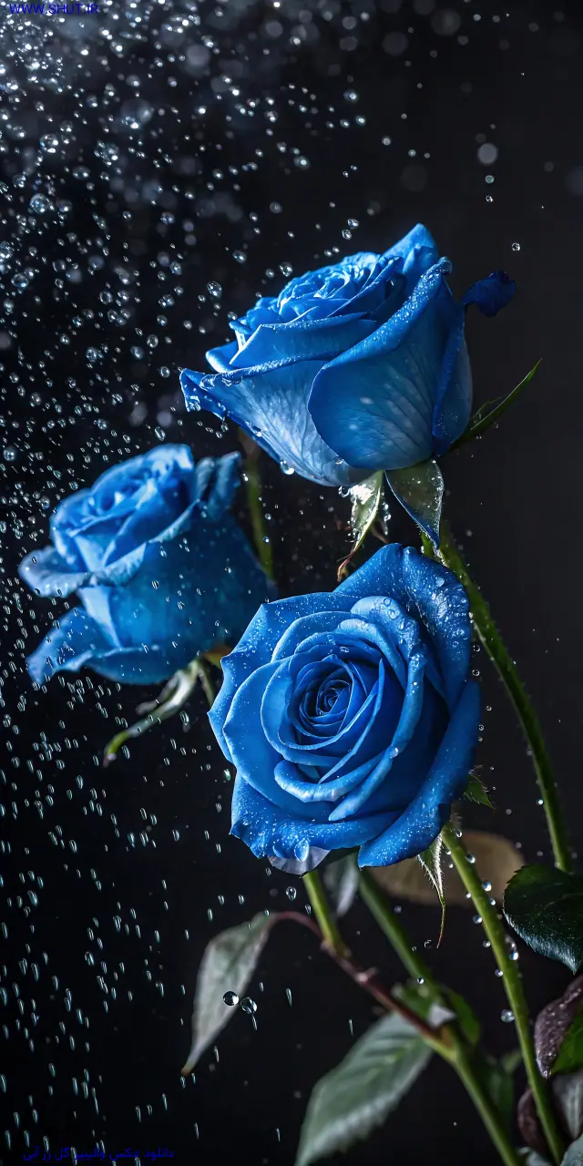 دانلود عکس والپیپر گل رز آبی