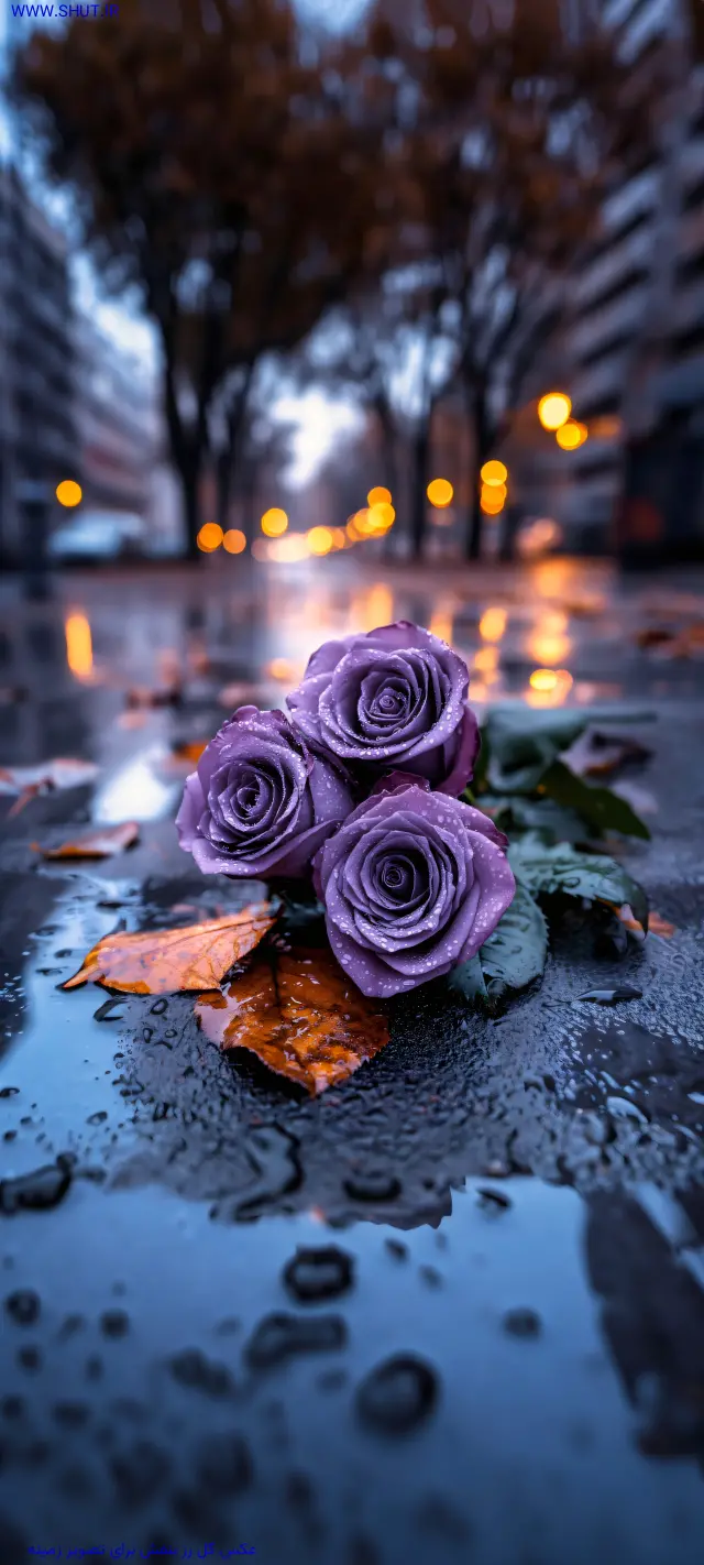 عکس گل رز بنفش برای تصویر زمینه