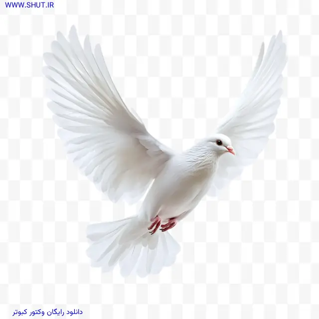 دانلود رایگان وکتور کبوتر