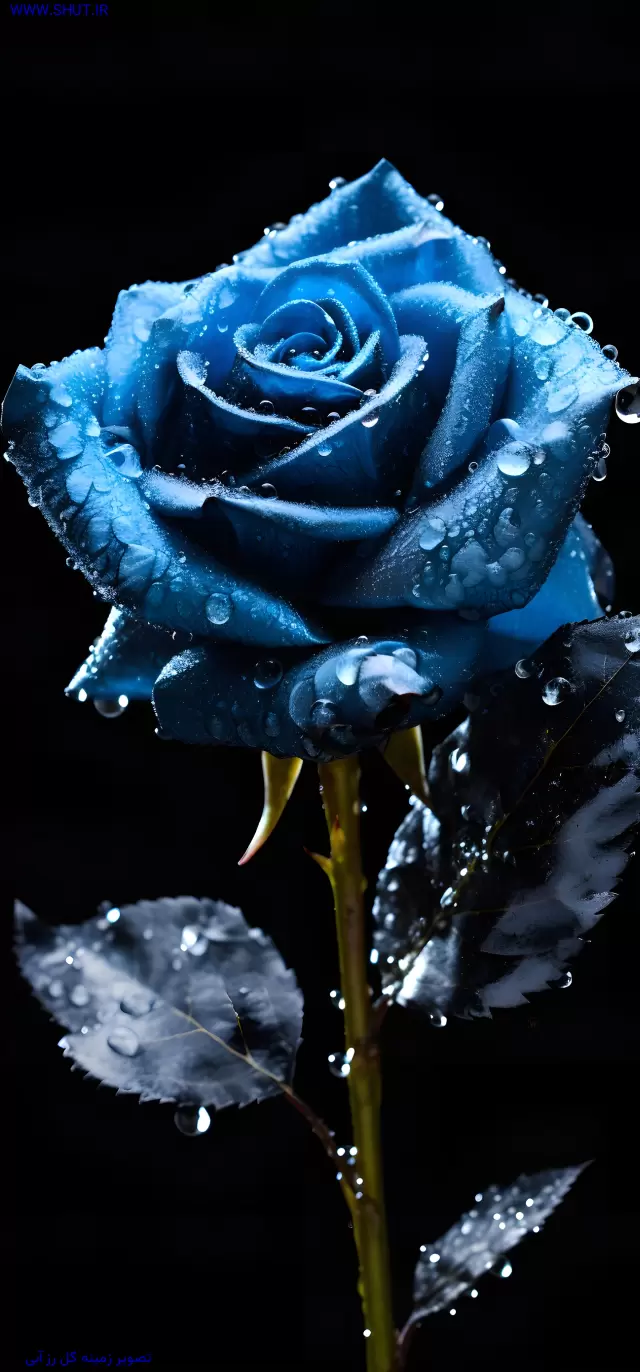 تصویر زمینه گل رز آبی