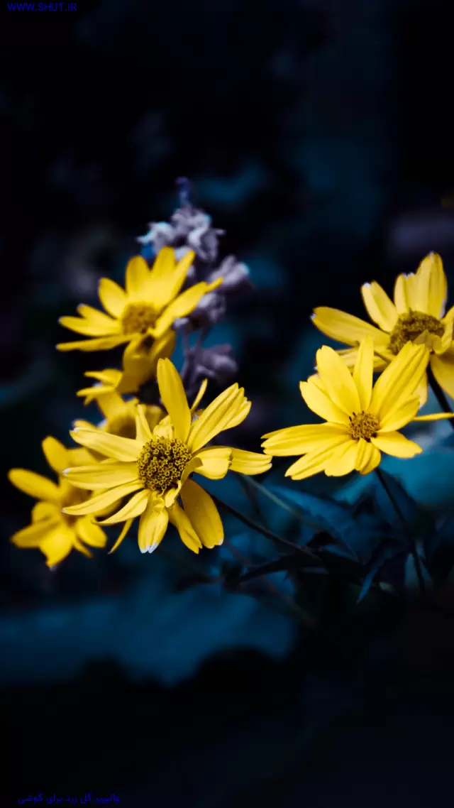 والپیپر گل زرد برای گوشی