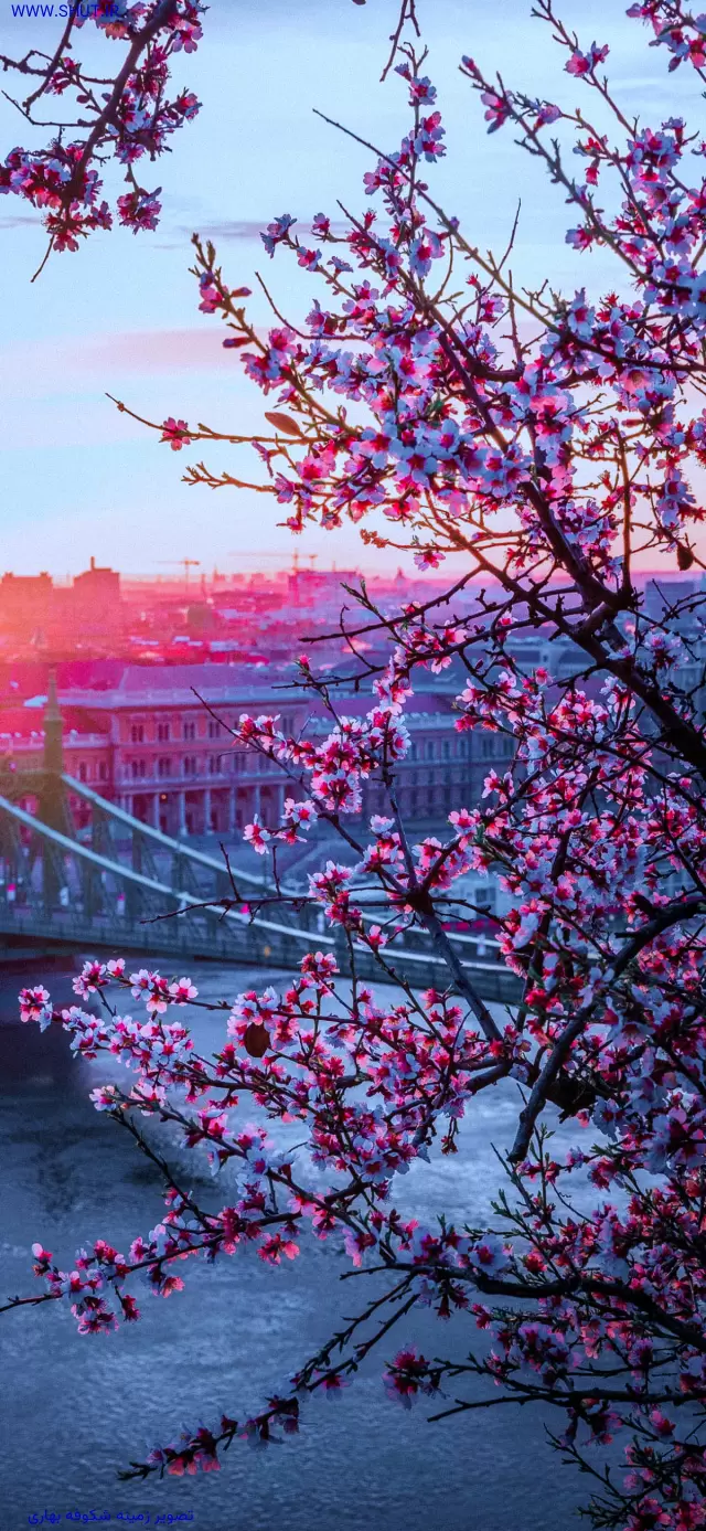 تصویر زمینه شکوفه بهاری