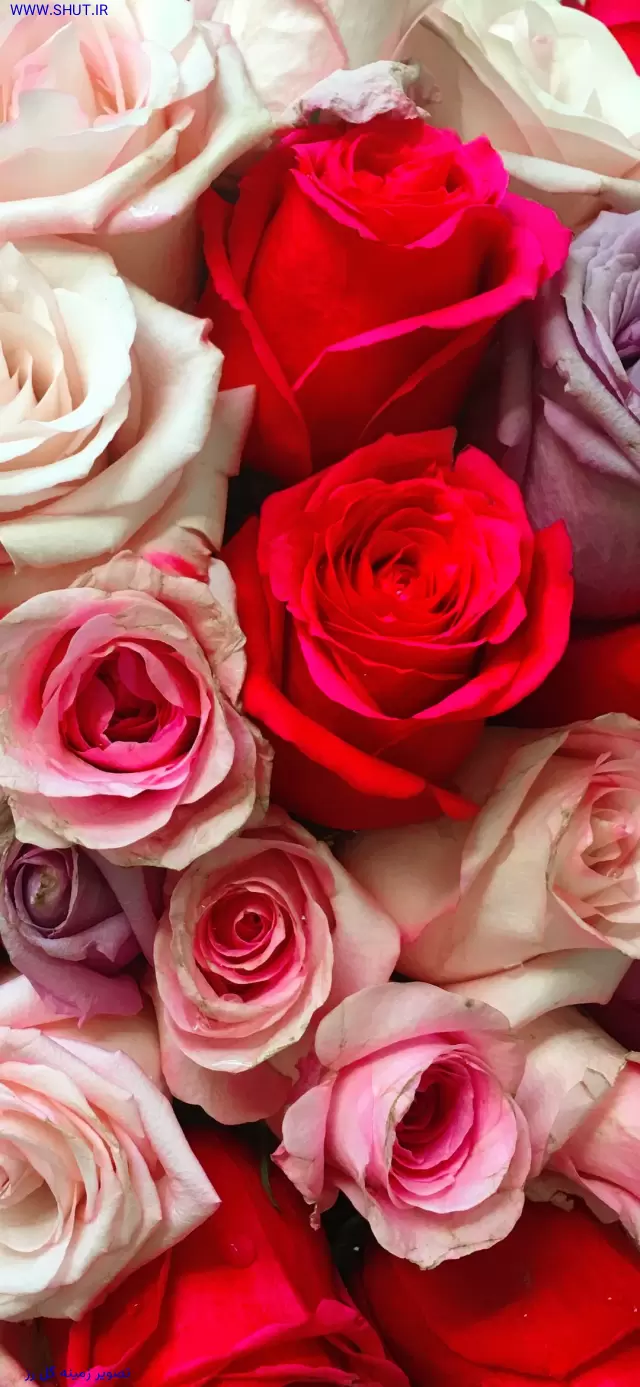  دانلود عکس گل رز