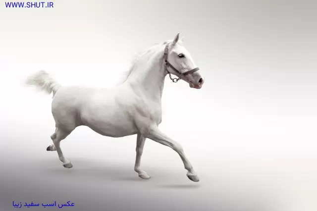 عکس اسب سفید زیبا