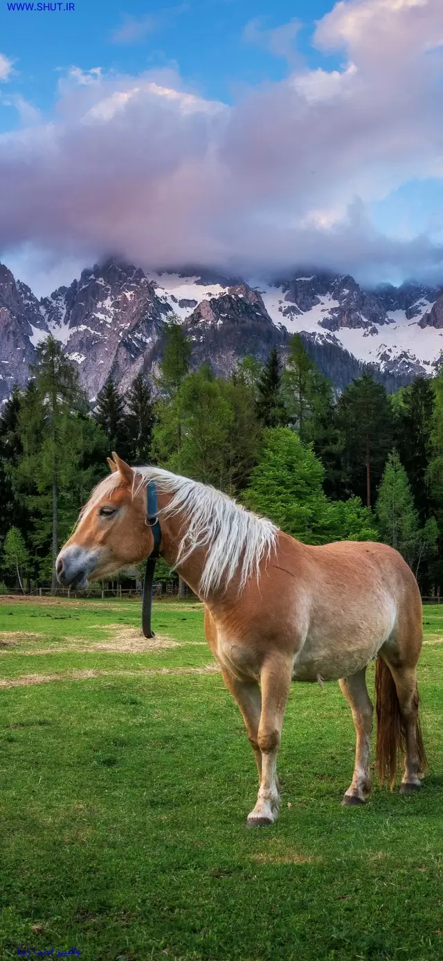 والپیپر اسب زیبا