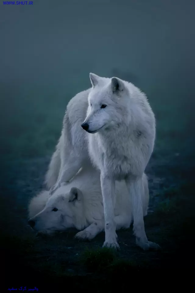 والپیپر گرگ سفید