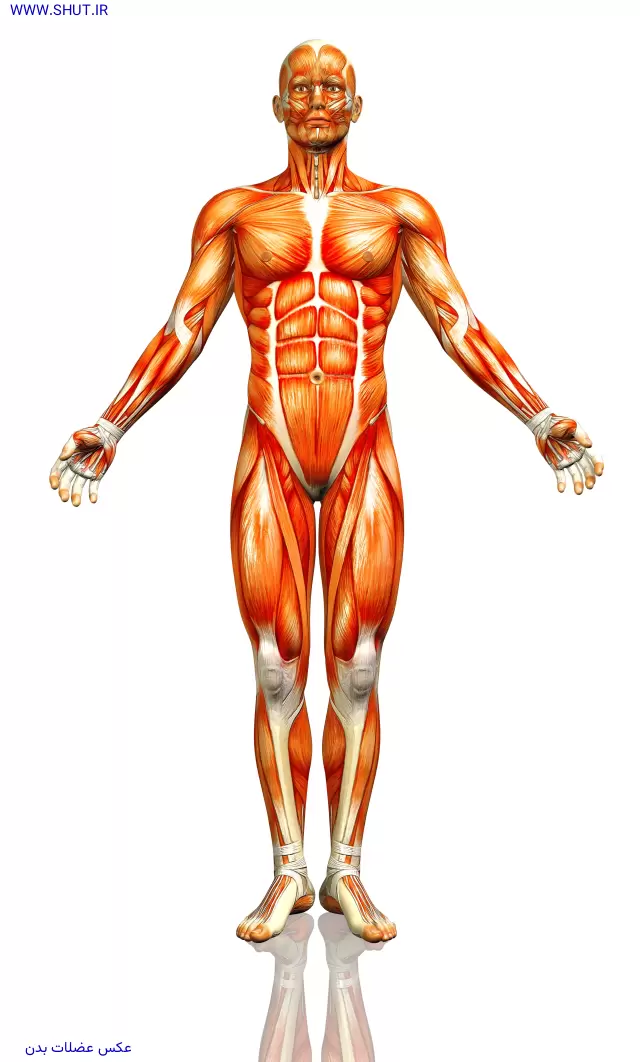 عکس عضلات بدن