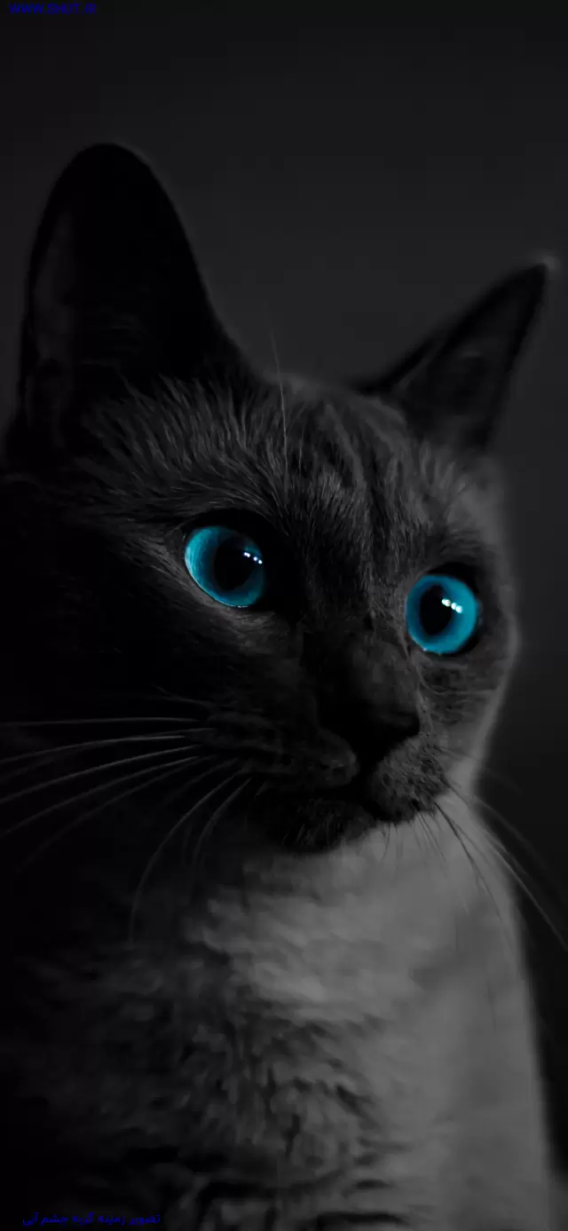 تصویر زمینه گربه چشم آبی
