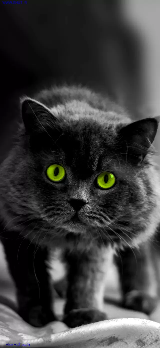 والپیپر گربه سیاه