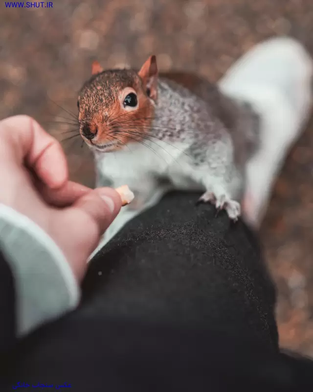 عکس سنجاب خانگی