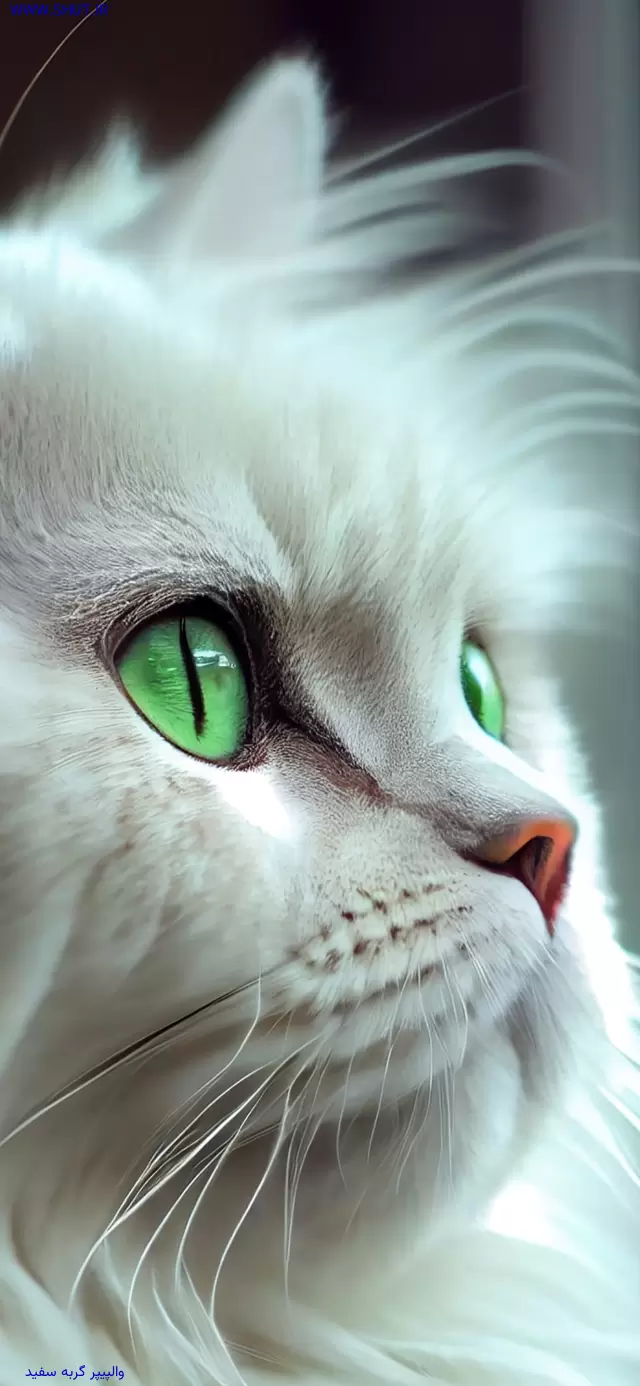 والپیپر گربه سفید