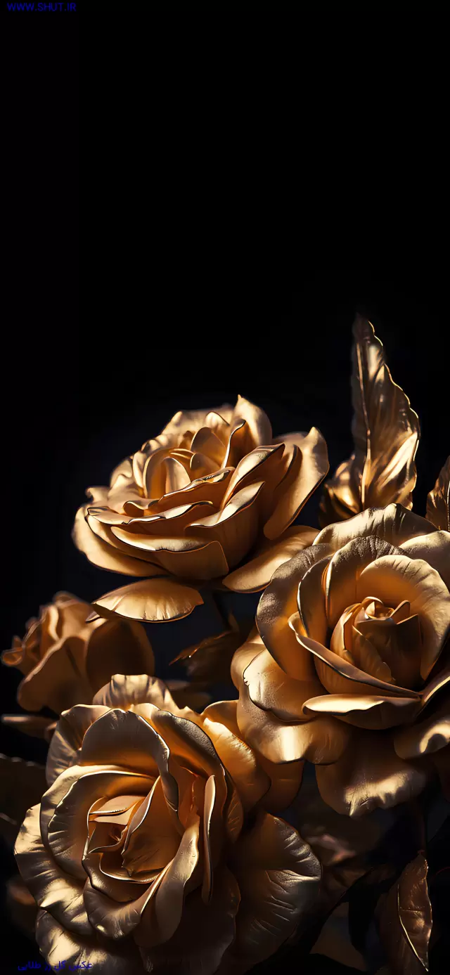 عکس گل رز طلایی