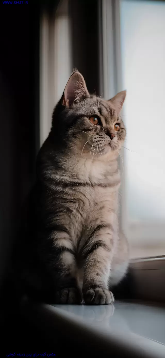 عکس گربه برای پس زمینه گوشی