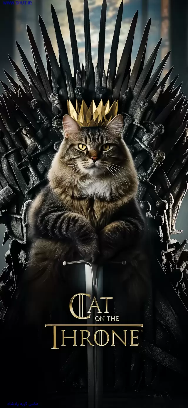 عکس گربه پادشاه