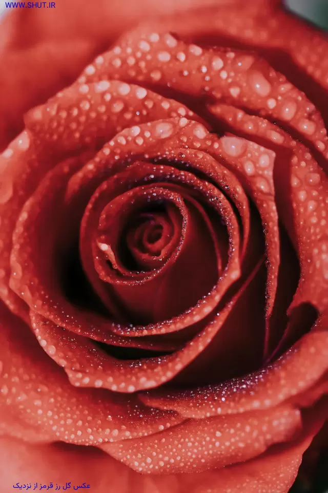 عکس گل رز قرمز از نزدیک