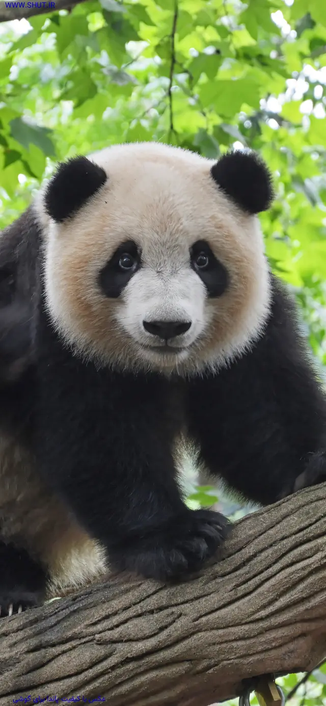 عکس پاندا برای تصویر زمینه