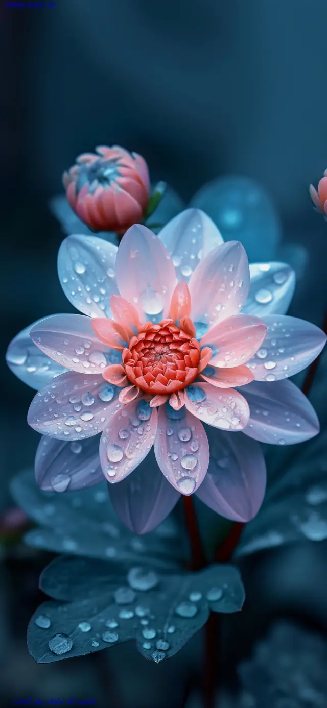  عکس گل نیلوفر آبی برای بک گراند