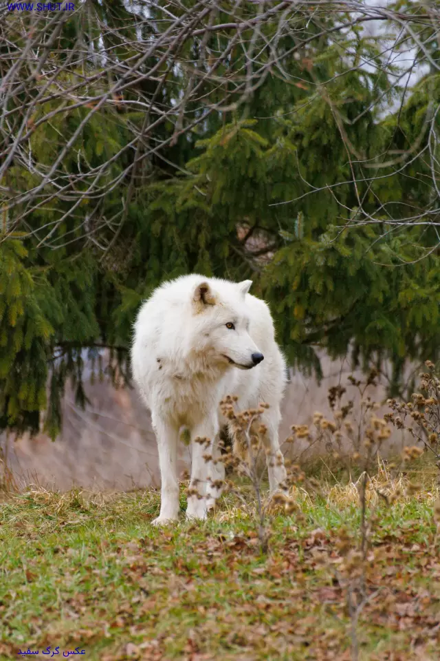 عکس گرگ سفید