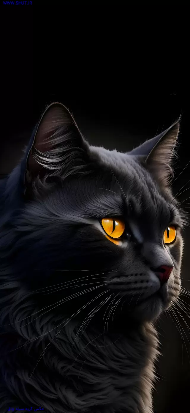 عکس گربه سیاه چاق