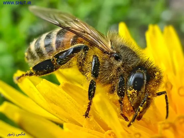 عکس زنبور