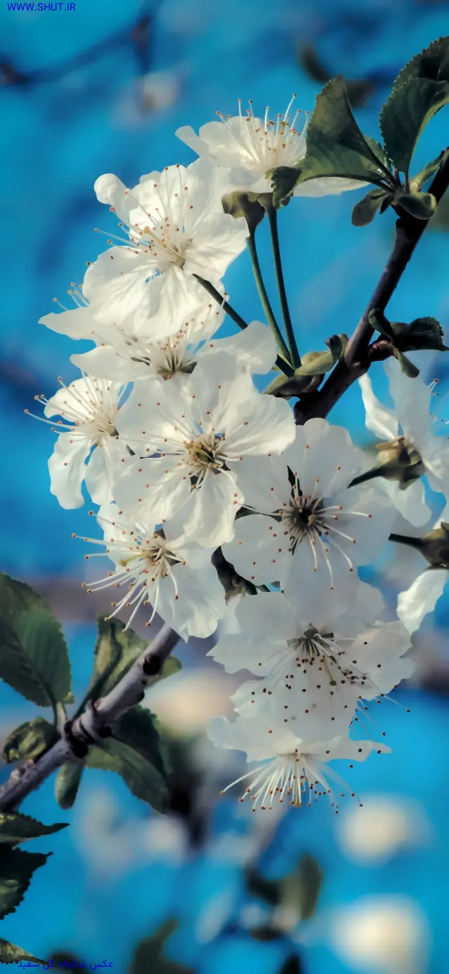 عکس شکوفه گل سفید