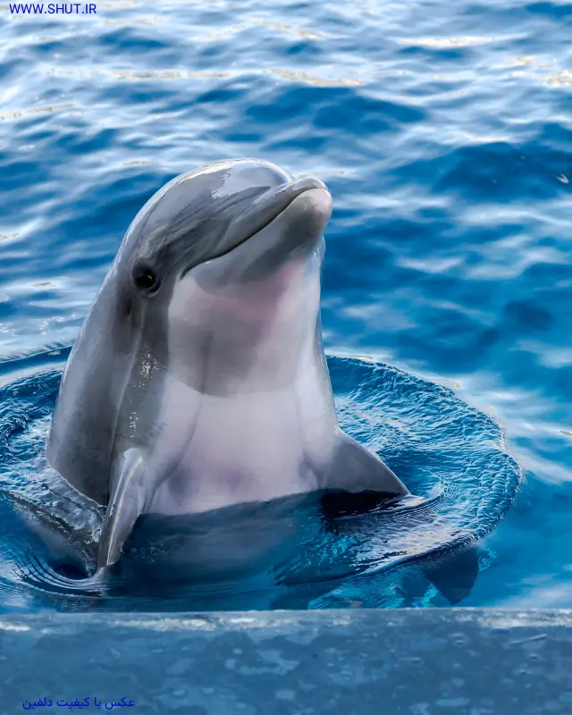 عکس با کیفیت دلفین