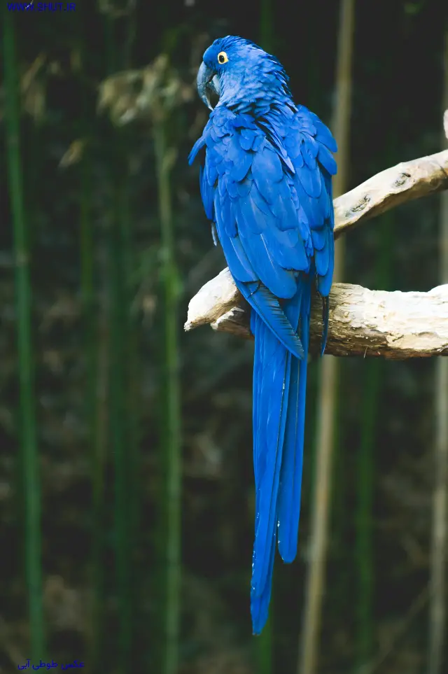 عکس طوطی آبی