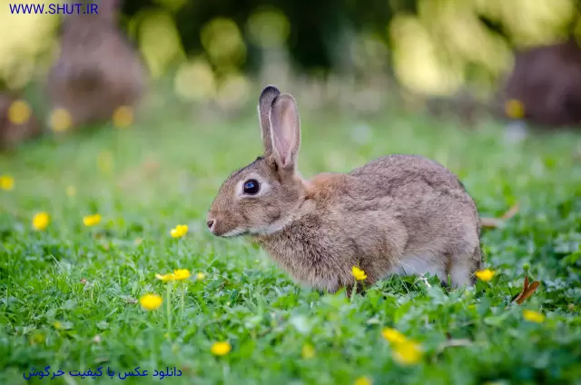 دانلود عکس با کیفیت خرگوش