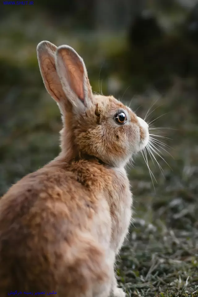 عکس تصویر زمینه خرگوش