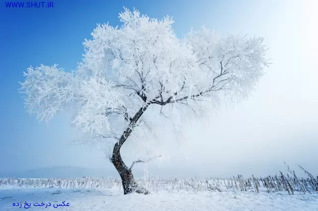 عکس درخت یخ زده