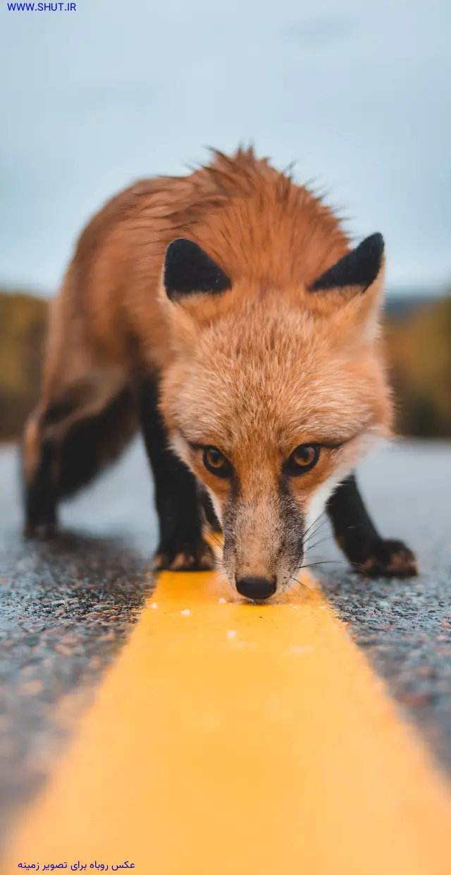 عکس روباه برای تصویر زمینه