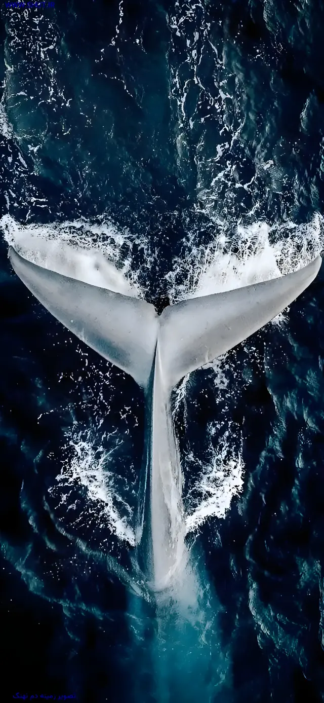 تصویر زمینه دم نهنگ