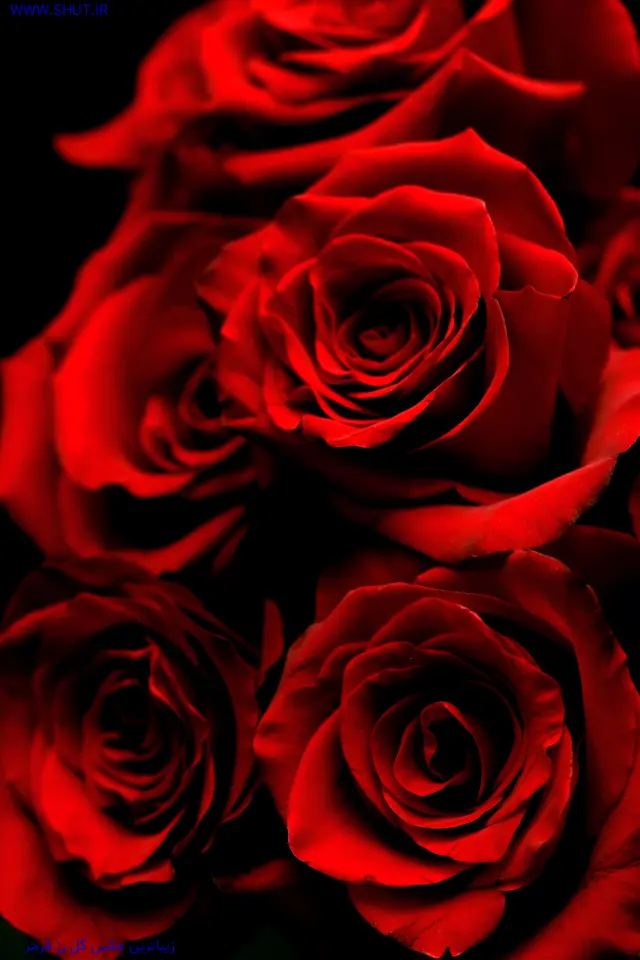 زیباترین عکس گل رز قرمز