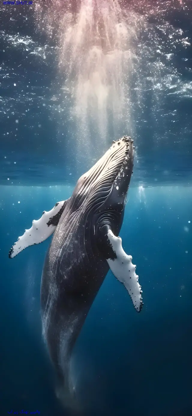 والپیپر نهنگ زیر آب