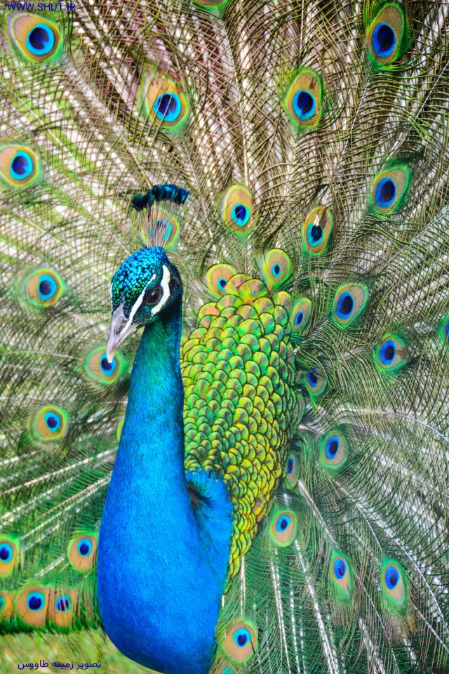 تصویر زمینه طاووس