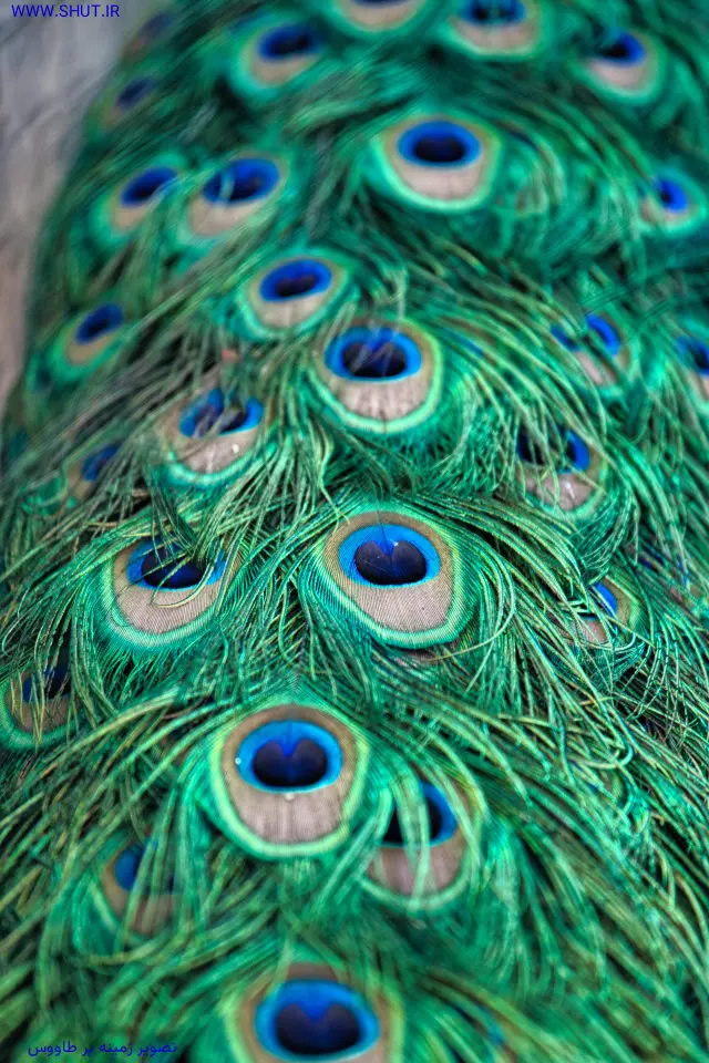 تصویر زمینه پر طاووس