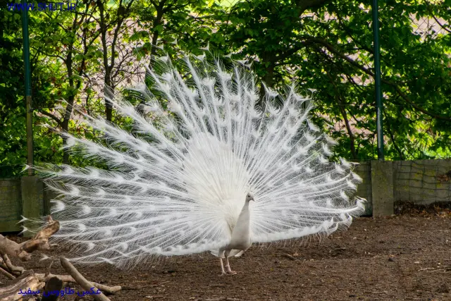 عکس طاووس سفید