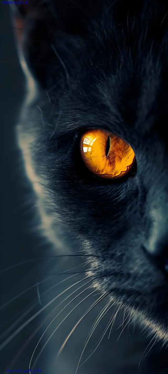 عکس والپیپر گربه سیاه