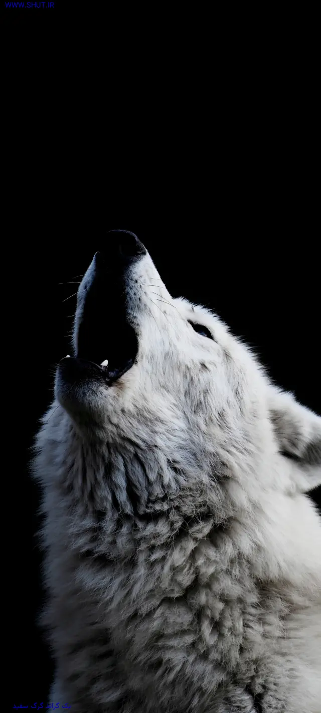 بک گراند گرگ سفید