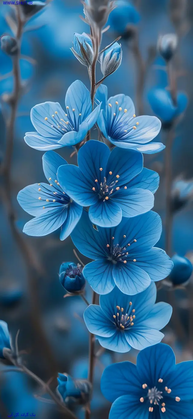 بک گراند گل آبی