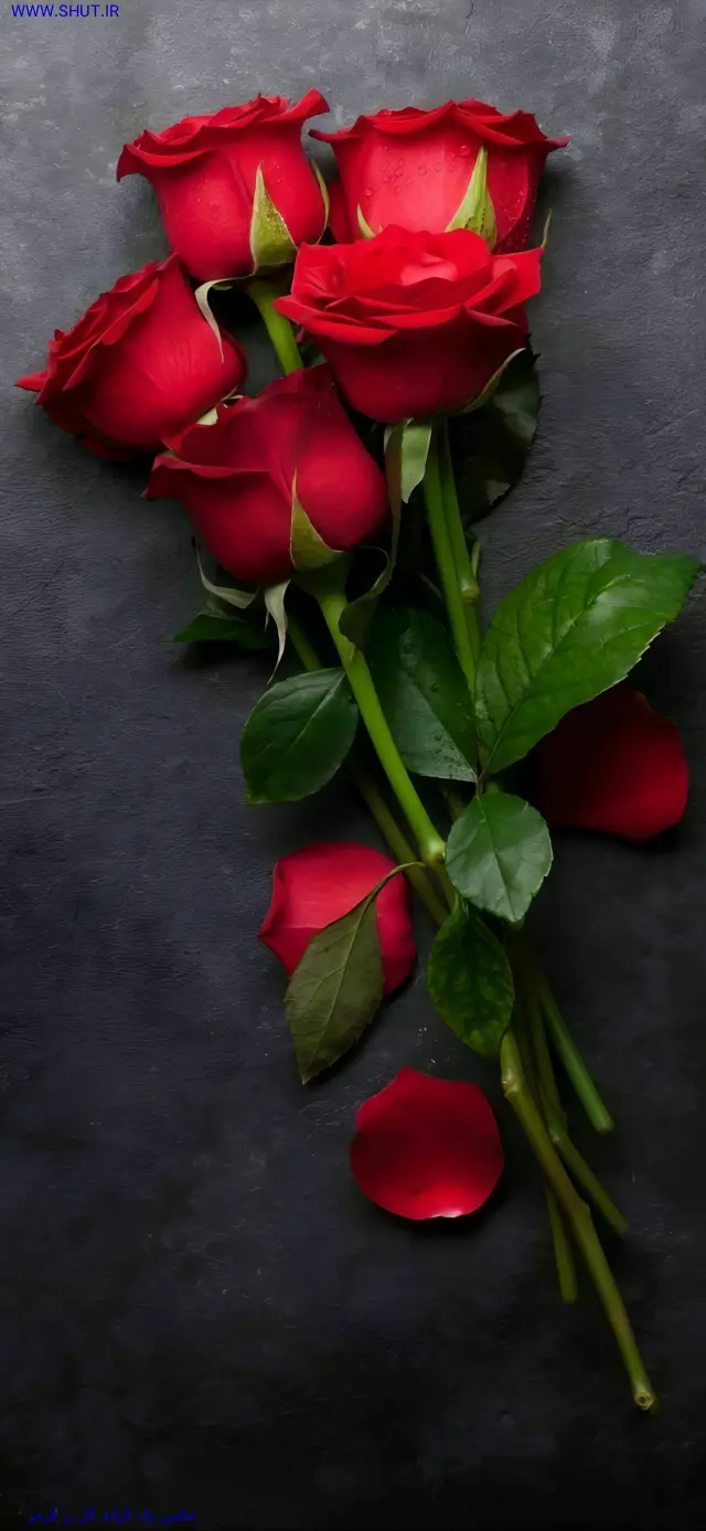 عکس بک گراند گل رز قرمز