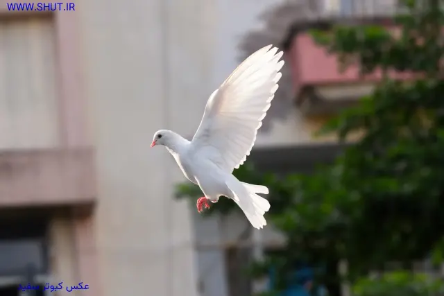عکس کبوتر سفید