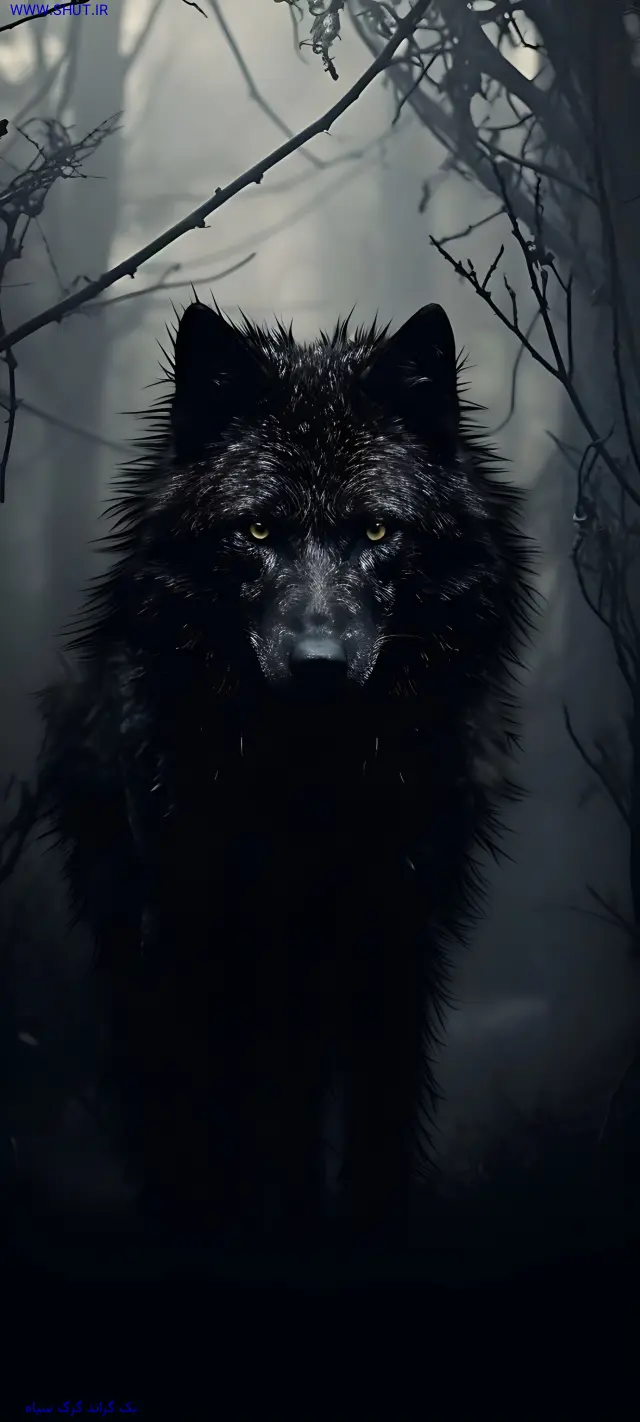 بک گراند گرگ سیاه