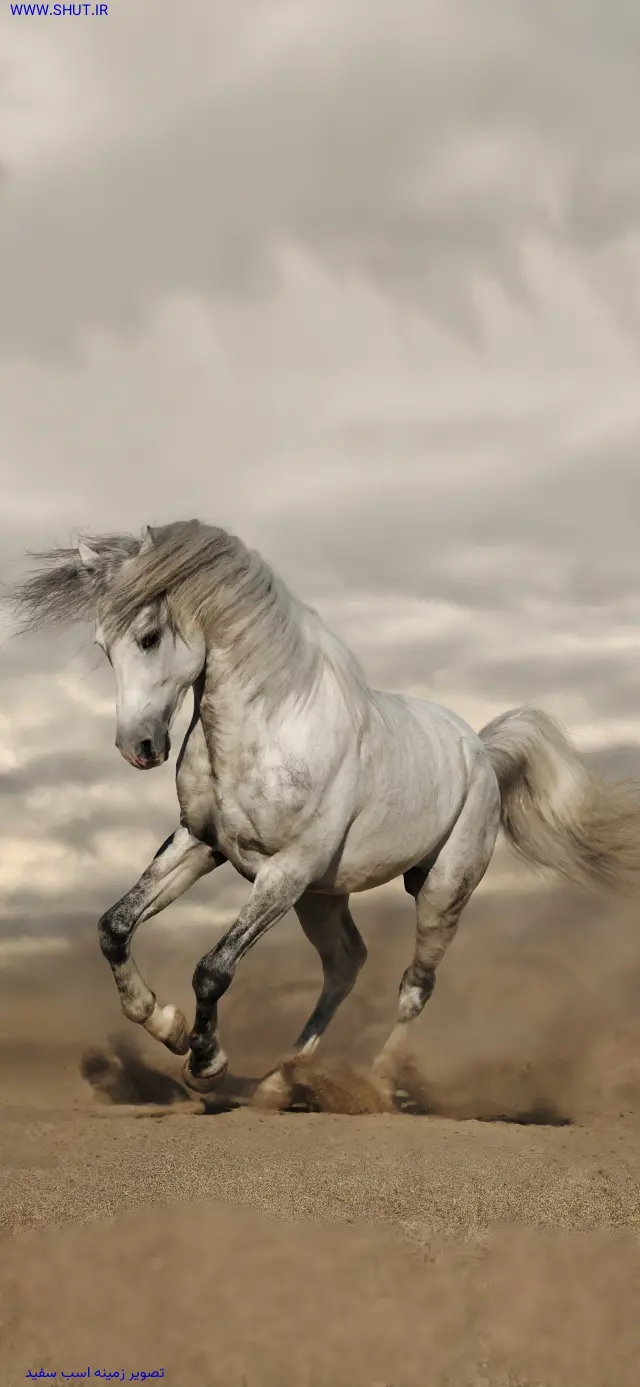 تصویر زمینه اسب سفید