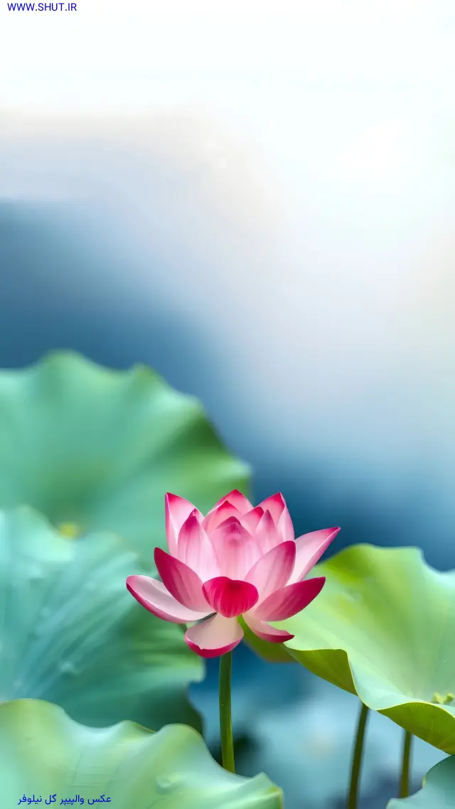  عکس گل نیلوفر آبی برای بک گراند
