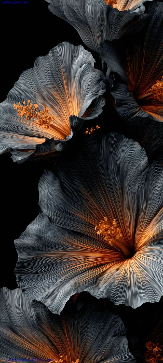 عکس گل برای تصویر زمینه گوشی سامسونگ