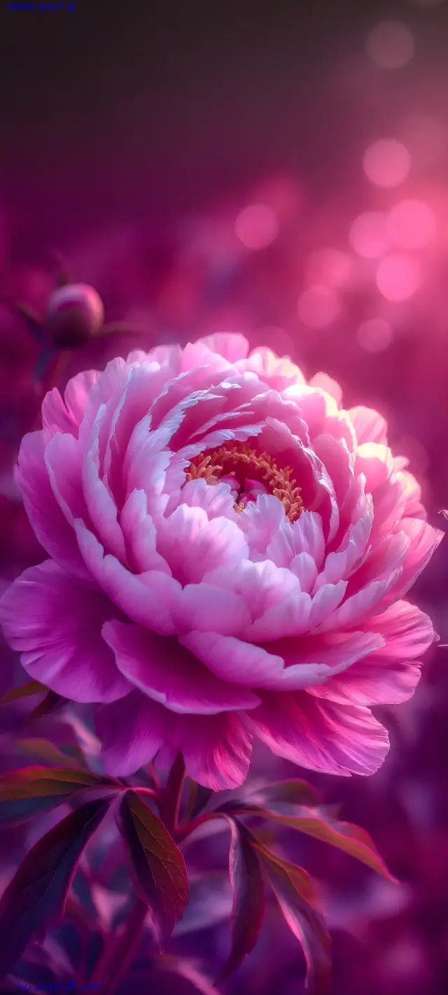 عکس صورتی برای پروفایل