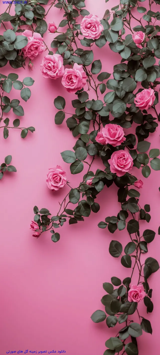 عکس صورتی برای پروفایل